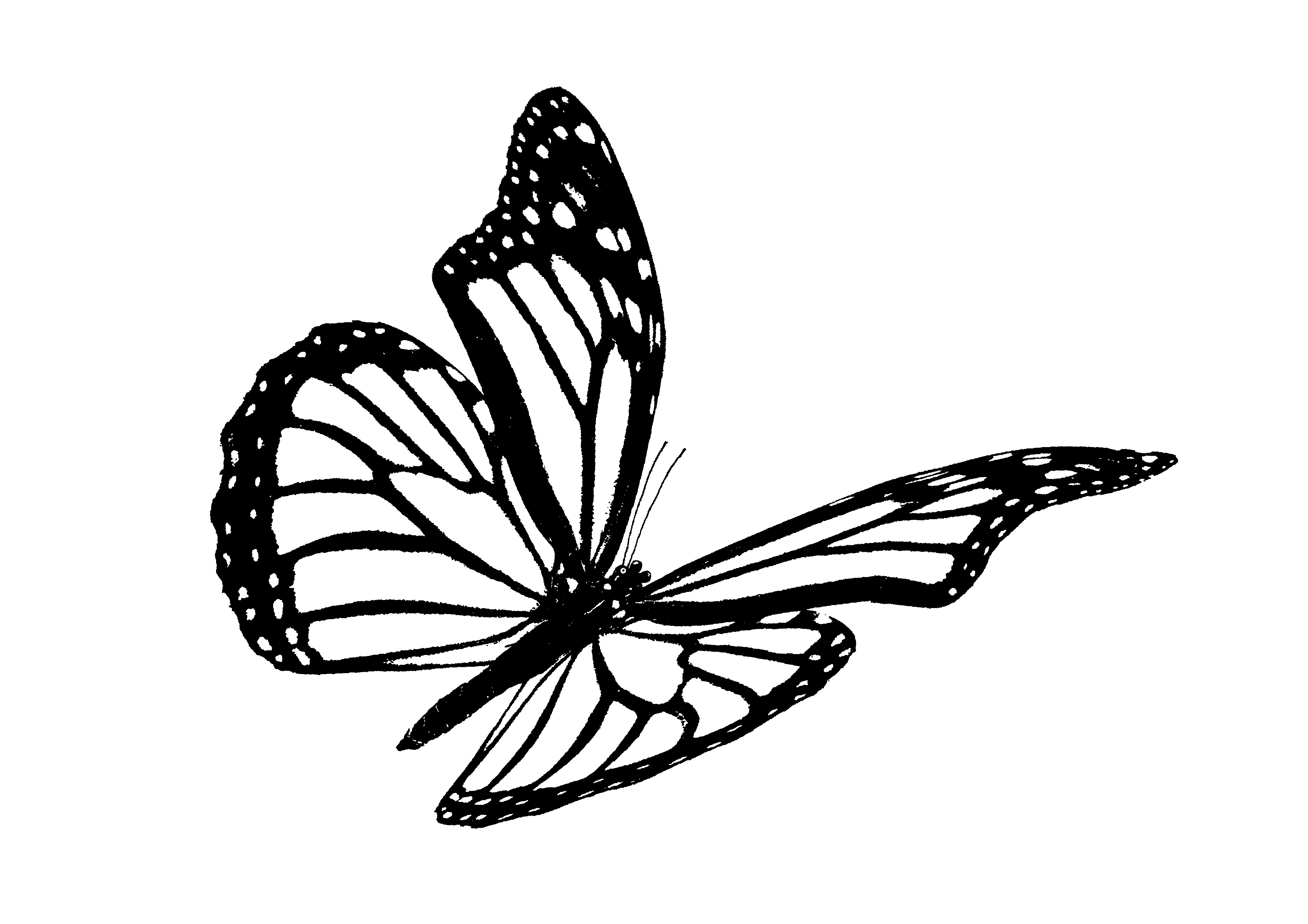 045 il Bacio Volante